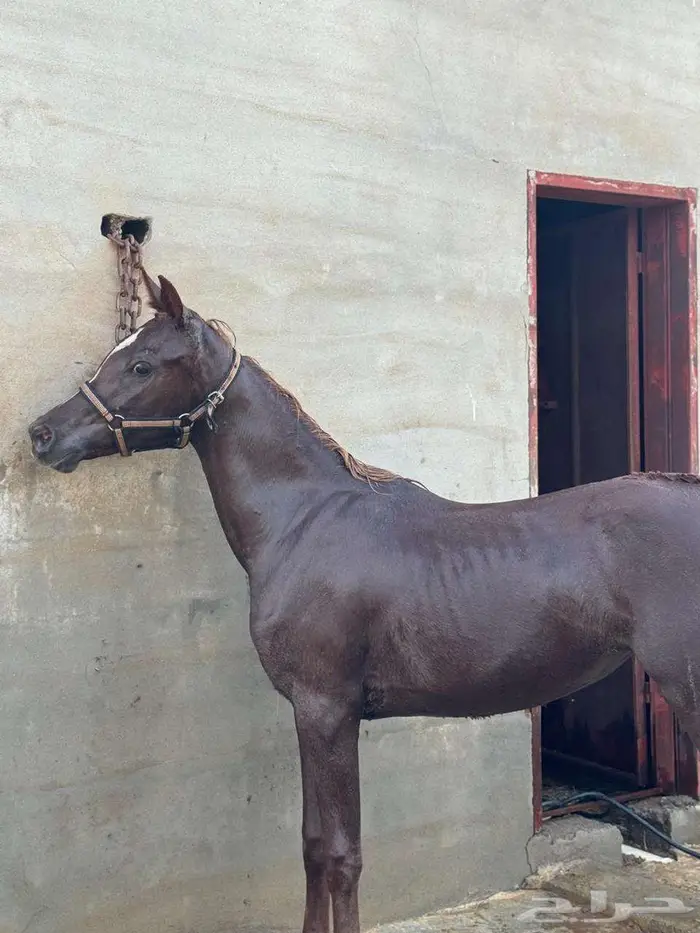 خيل 3