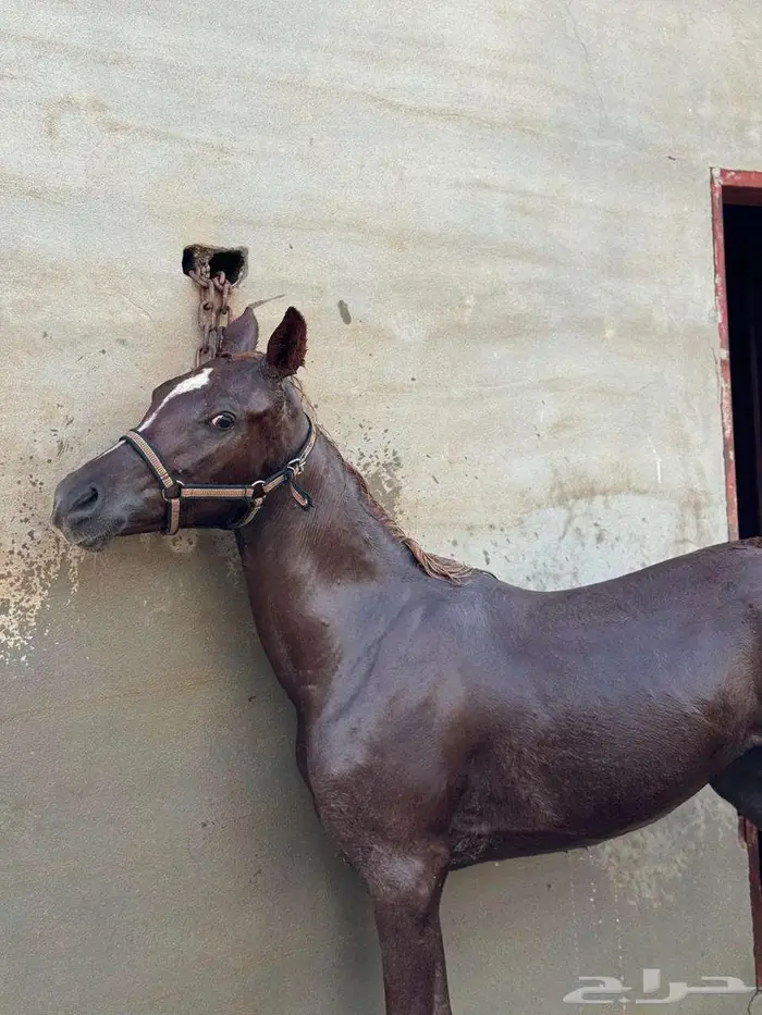 خيل 4