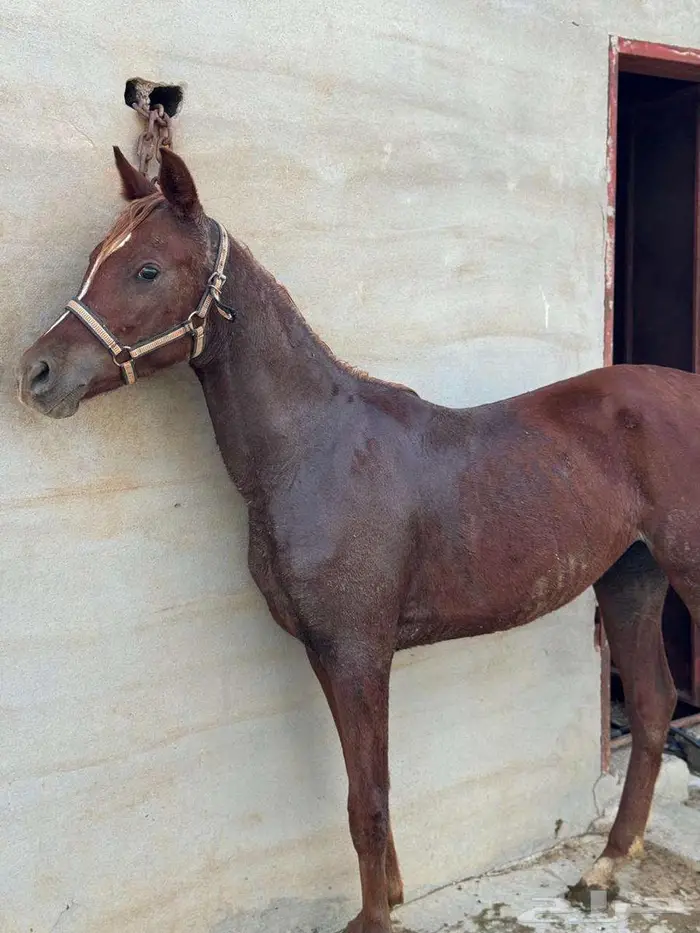 خيل 1