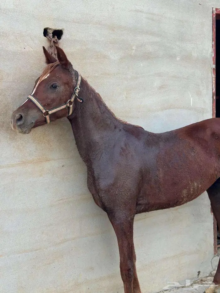 خيل 0