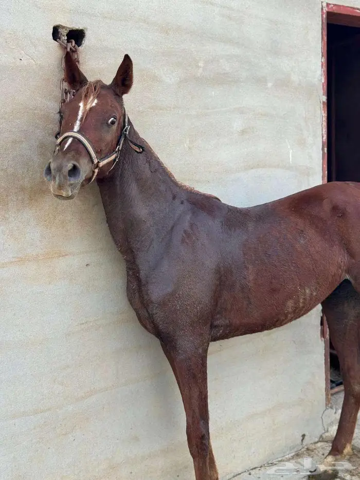 خيل 2