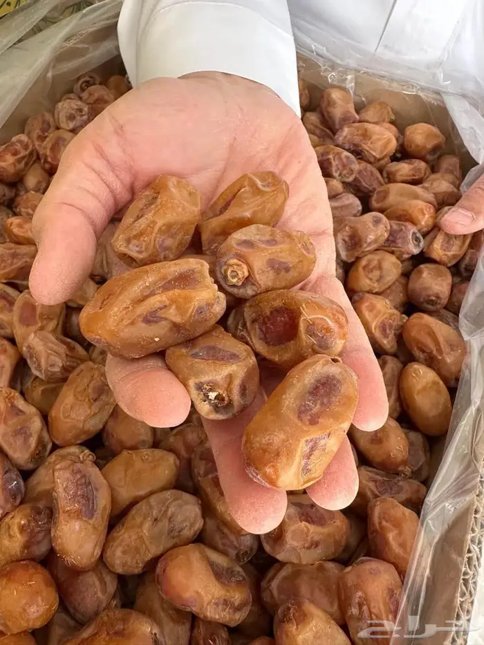 خلاص حبه جامبو من نفود الزلفي 1