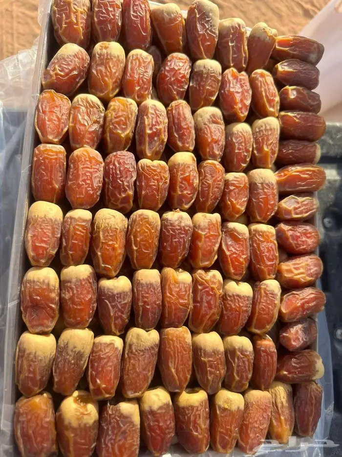 فسائل نخل صقعي سكري مجدول 2