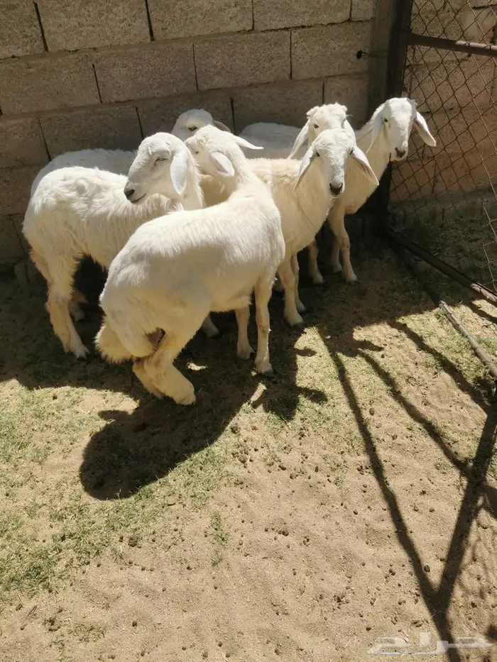 رخال للبيع في الواديين 2