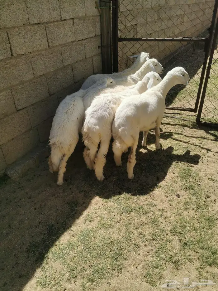 رخال للبيع في الواديين 3