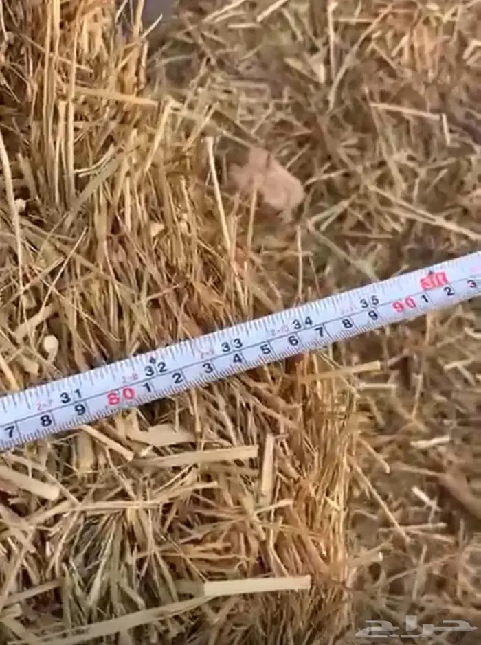 بلوبنك شد  طيب ورق وطول ووزن 7