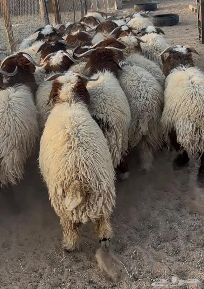 خروف نعيمي جبر 2