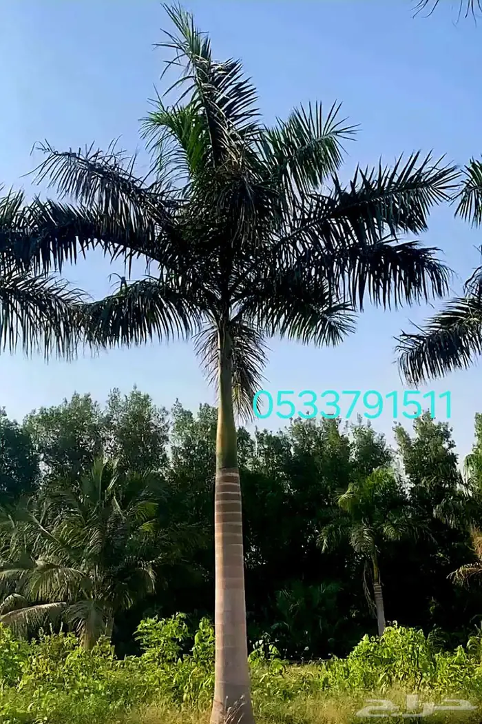 نخل ملوكي 3