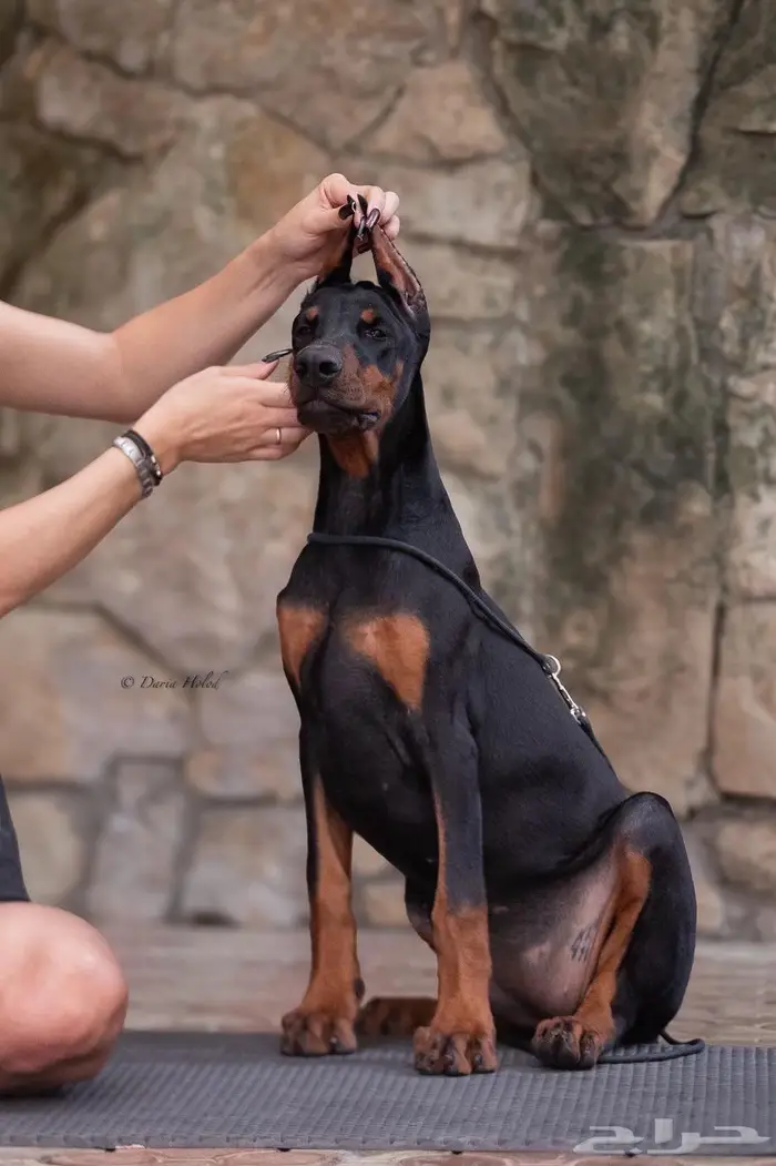 جراء دوبر مان مستورده من روسيا 5