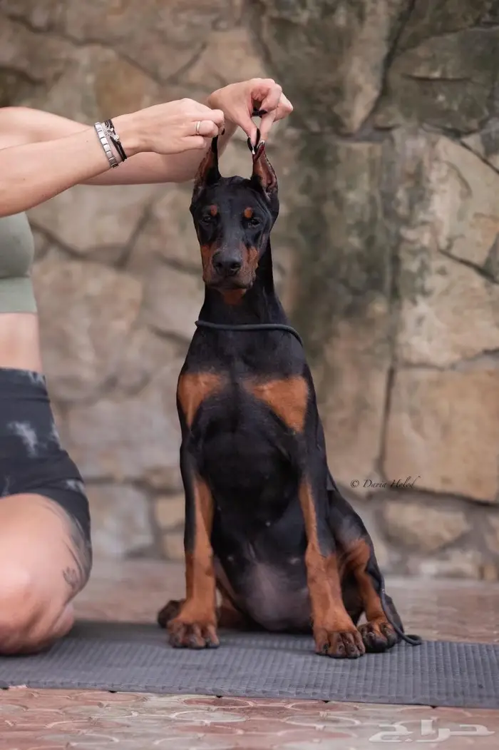 جراء دوبر مان مستورده من روسيا 1