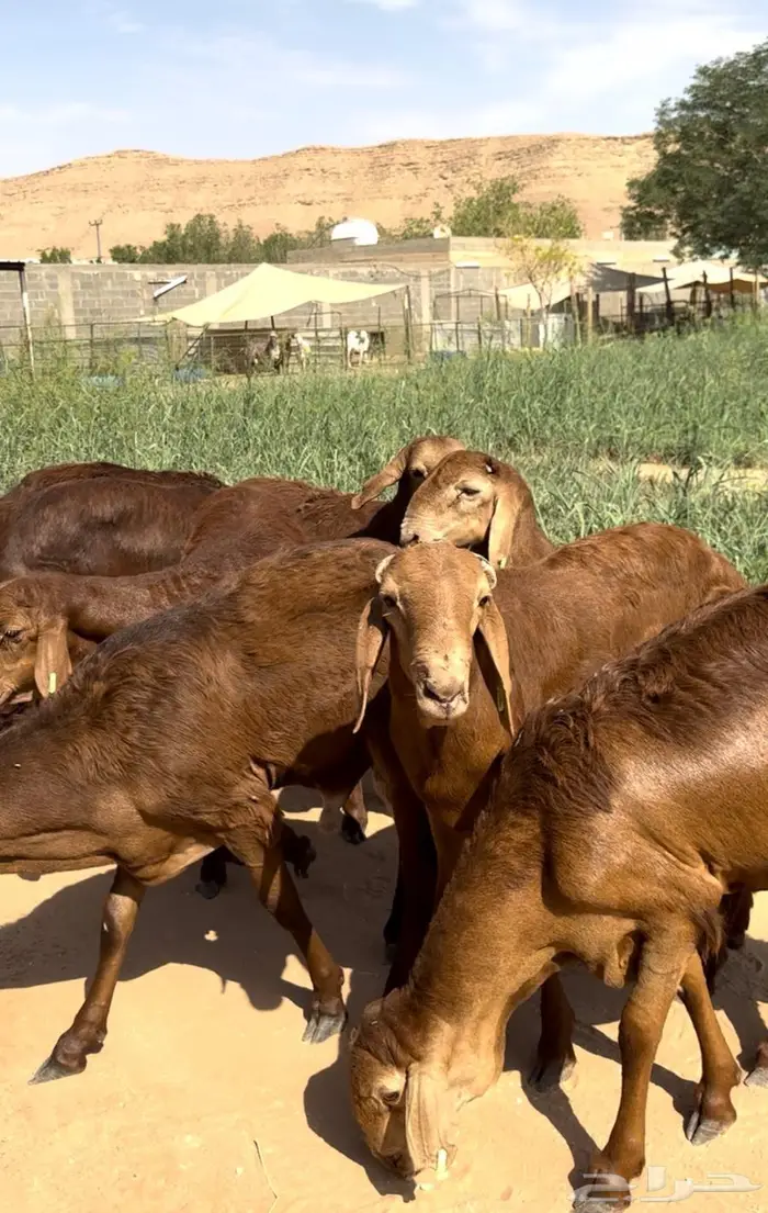 سواكن حمري جذعان مرابي جبره. 0