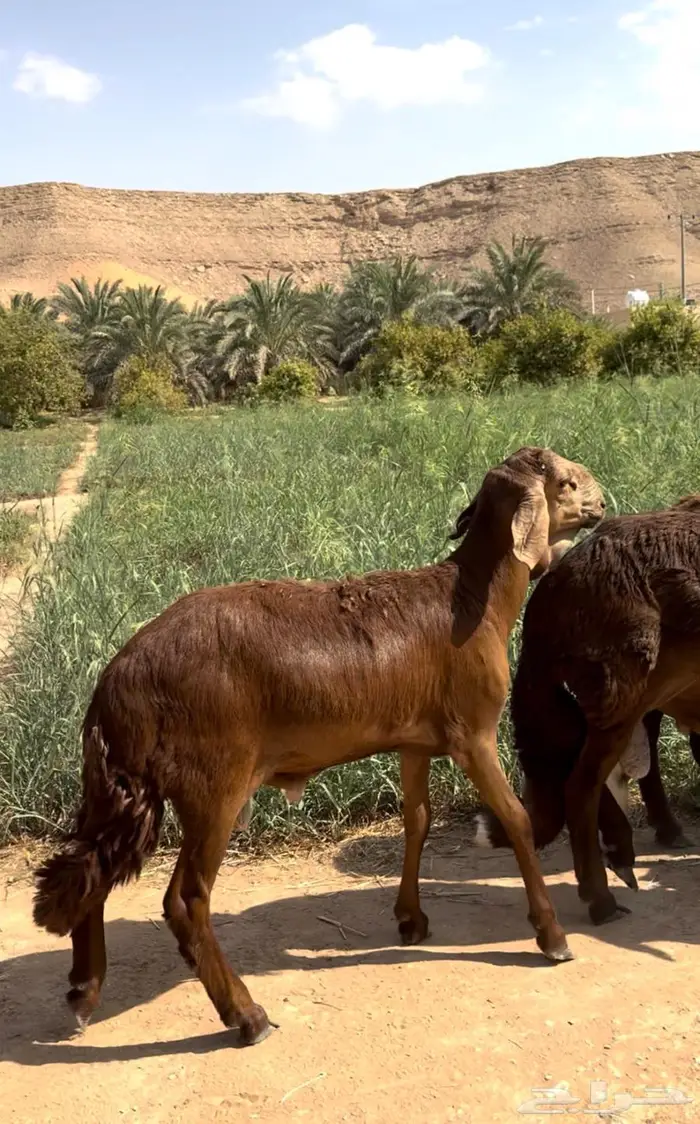 سواكن حمري جذعان مرابي جبره. 3