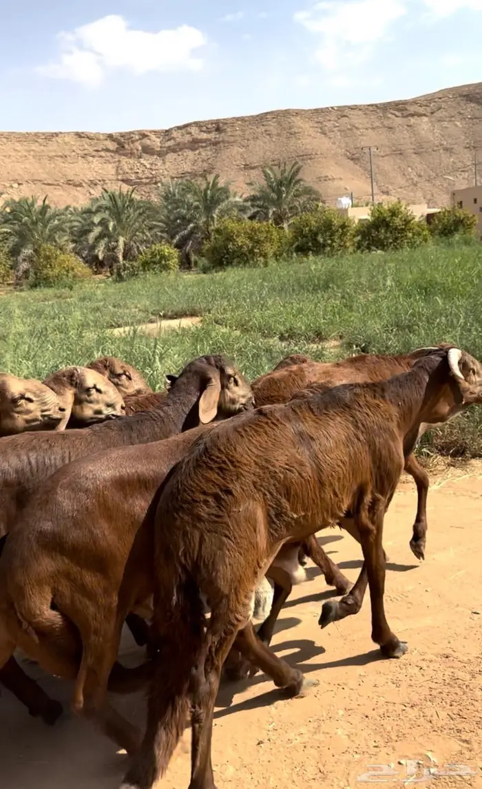 سواكن حمري جذعان مرابي جبره. 4