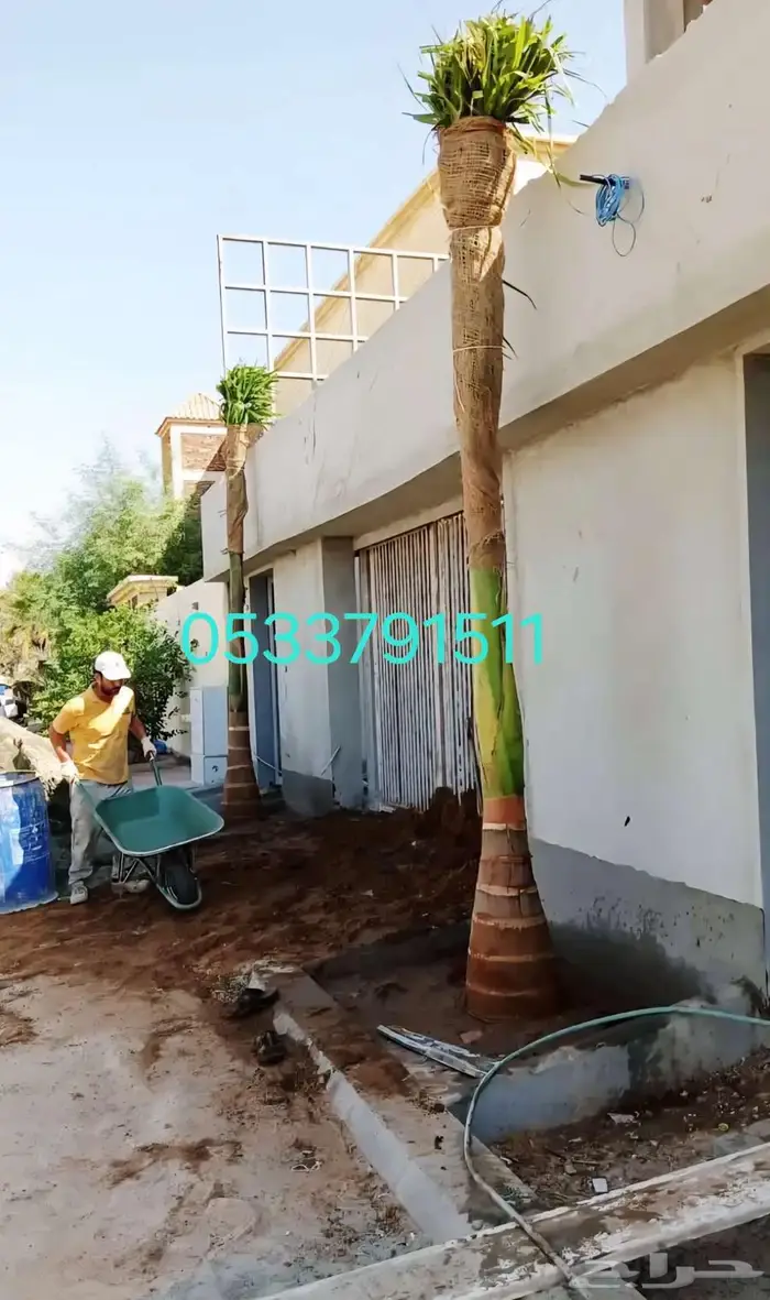 نخل ملوكي 1