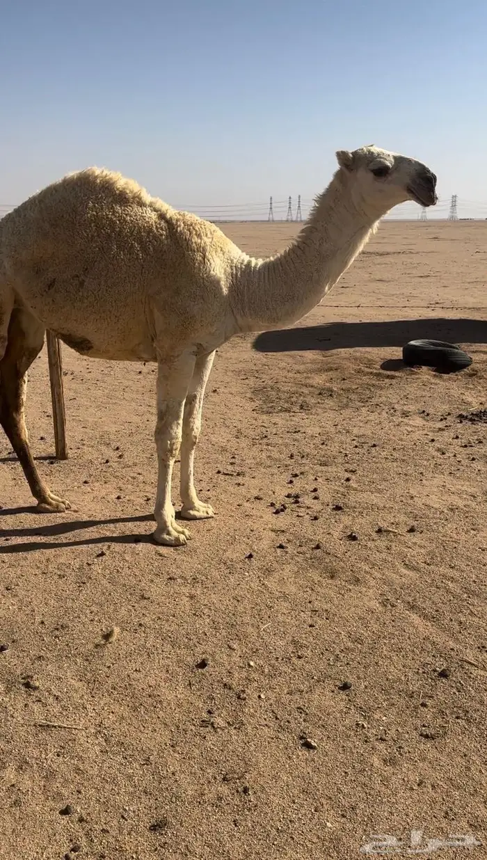 بكره طيبه للبيع 0