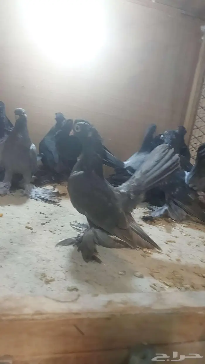 كرنقو والاسكا تم البيييع 8