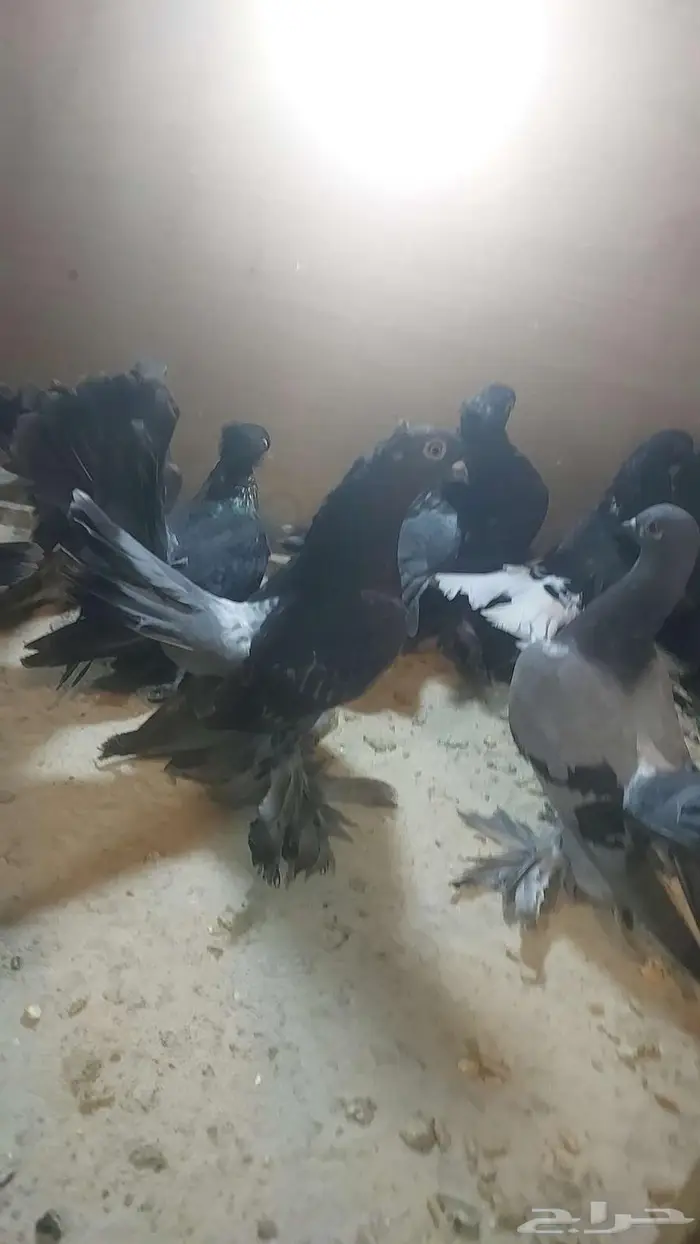كرنقو والاسكا تم البيييع 6
