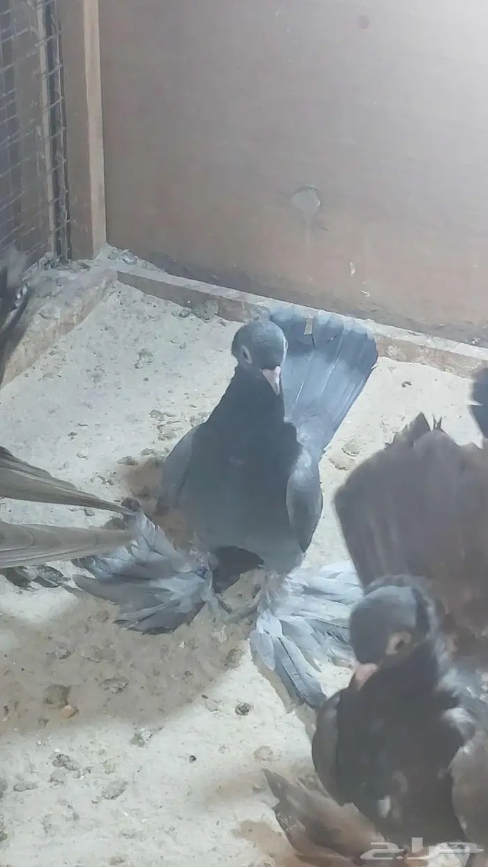 كرنقو والاسكا تم البيييع 5