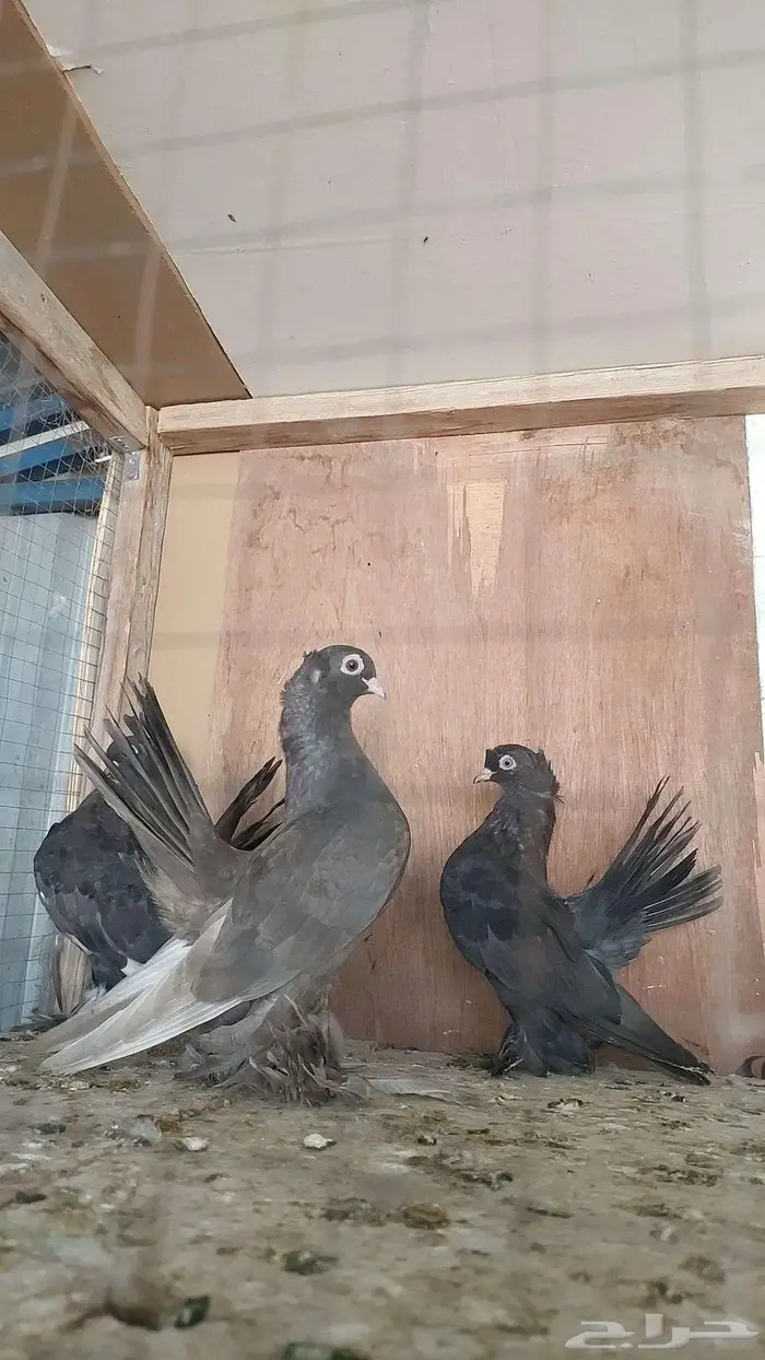 كرنقو والاسكا تم البيييع 22