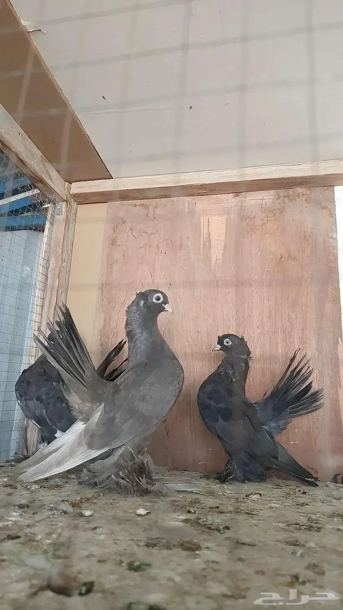 كرنقو والاسكا تم البيييع 0