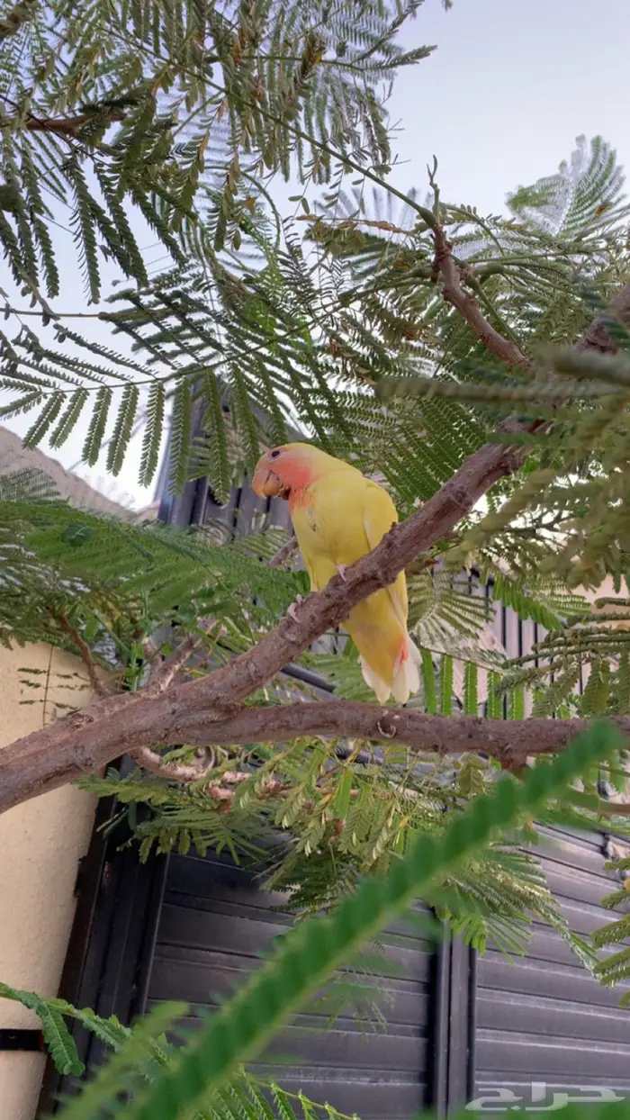 طير مفقود في حي الواسط 0