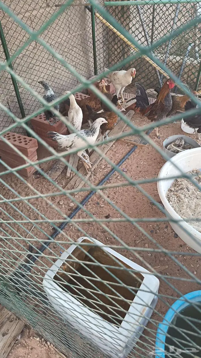 دجاج المزاحميه 0