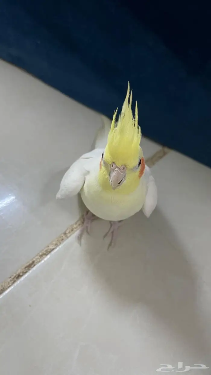 كروان بلاتينو 1