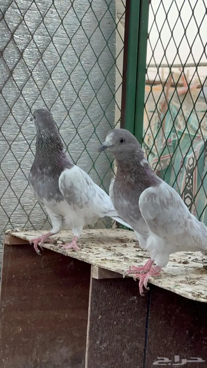 حمام باكستاني 1