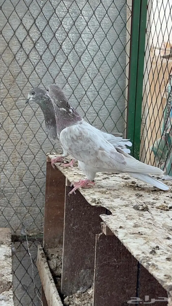 حمام باكستاني 0