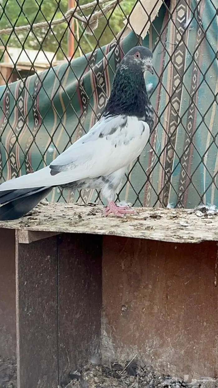 حمام باكستاني 7