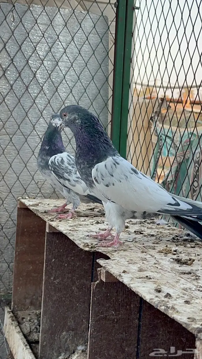 حمام باكستاني 9