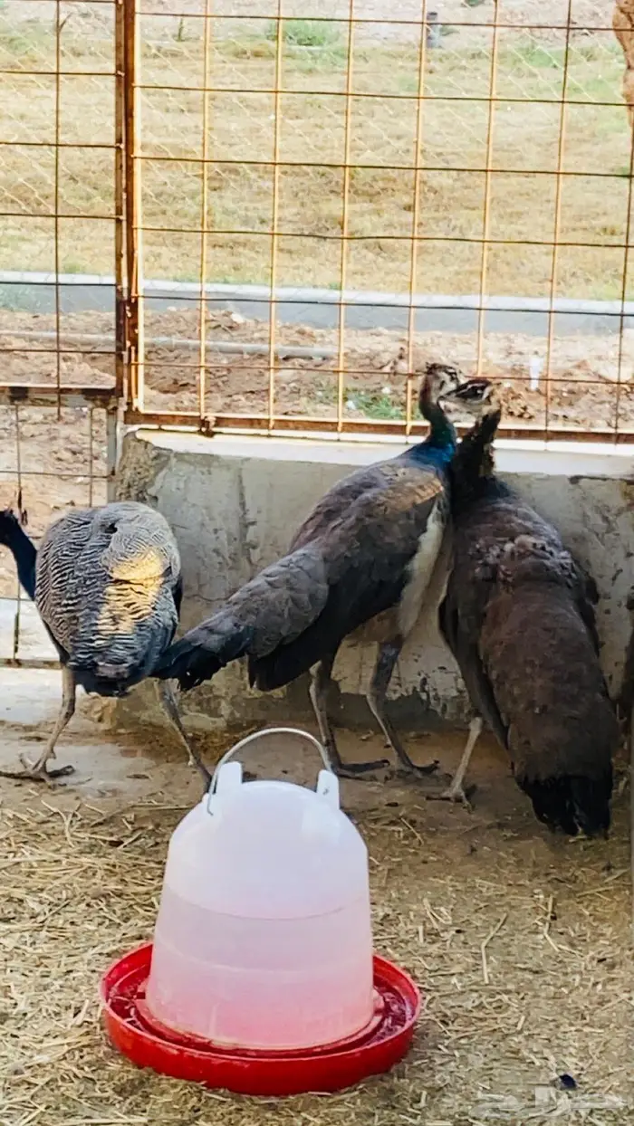 طاووس طقم ذكر مع انثتين 1