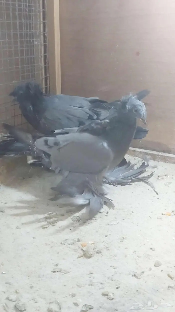 للبيع طبه بخارا مستوى بطل تم البيييع 5