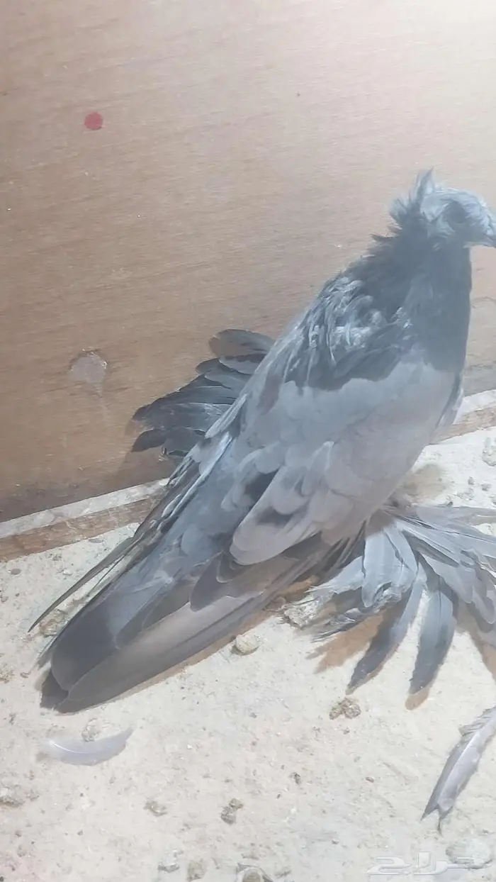للبيع طبه بخارا مستوى بطل تم البيييع 3