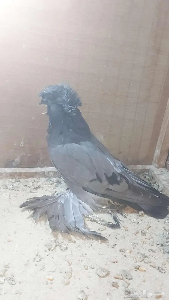 للبيع طبه بخارا مستوى بطل تم البيييع 7