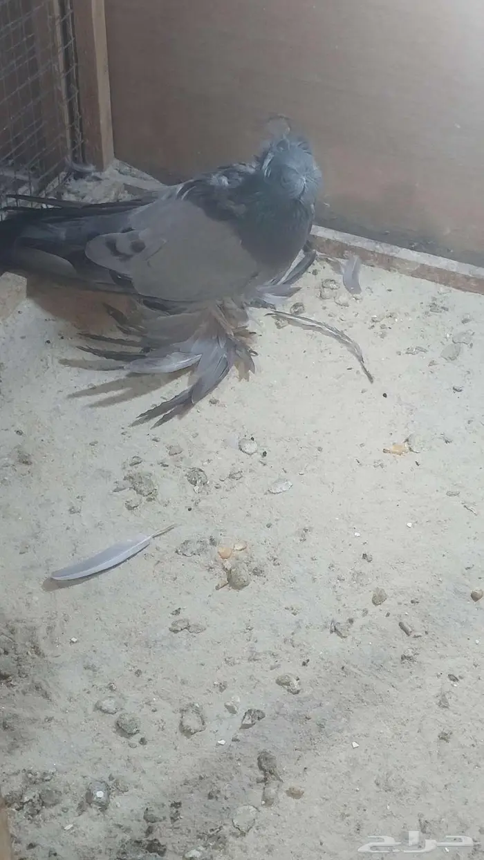 للبيع طبه بخارا مستوى بطل تم البيييع 8