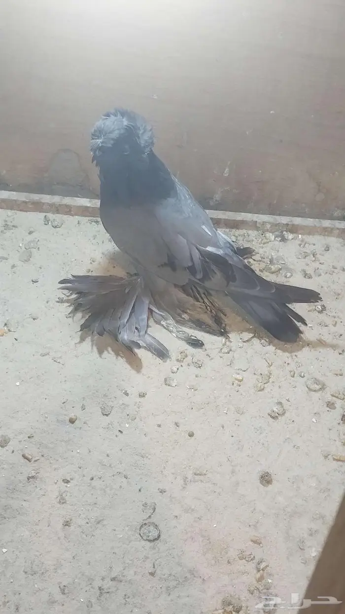 للبيع طبه بخارا مستوى بطل تم البيييع 9