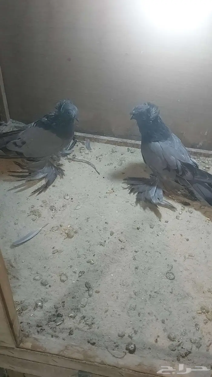للبيع طبه بخارا مستوى بطل تم البيييع 2