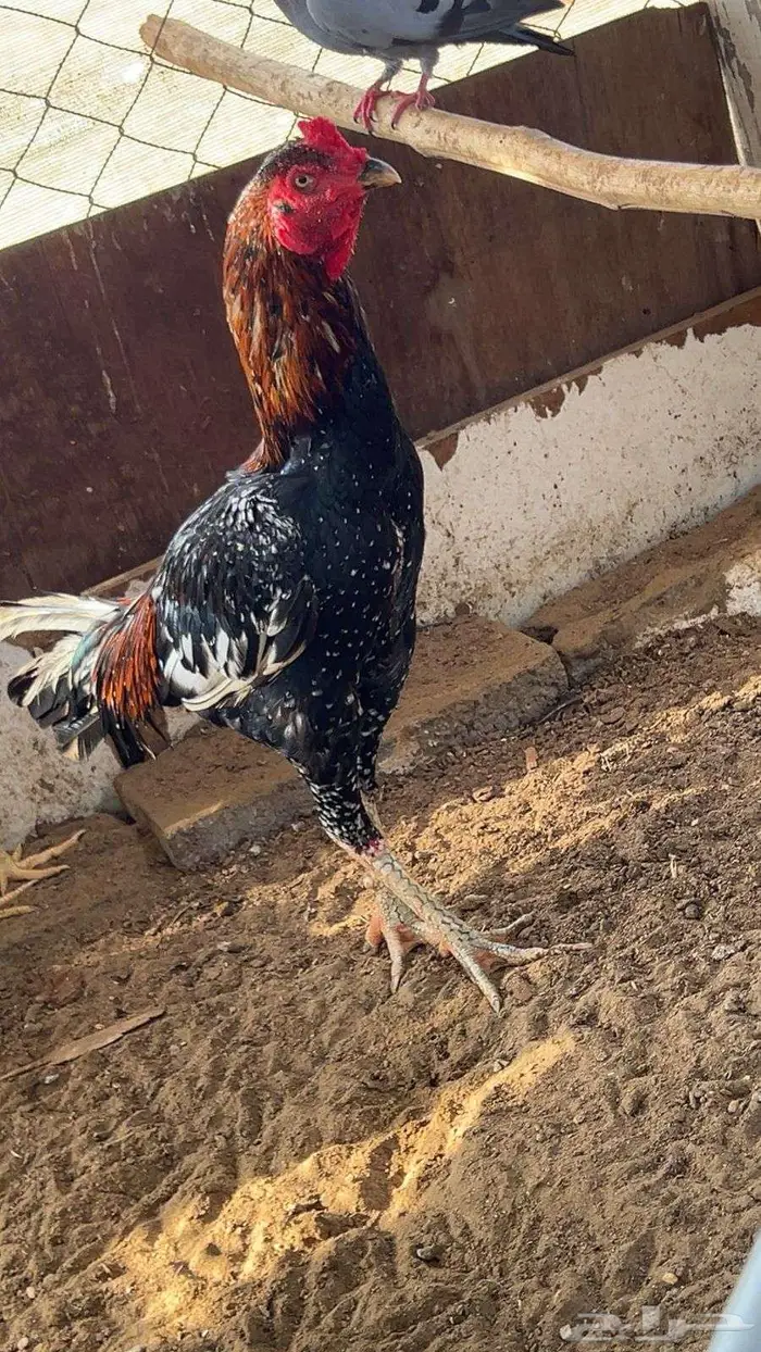 العنوان صبيا. الرونه 2