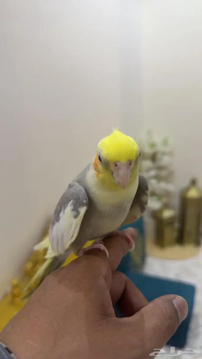 طير كروان وطيور الحب 3