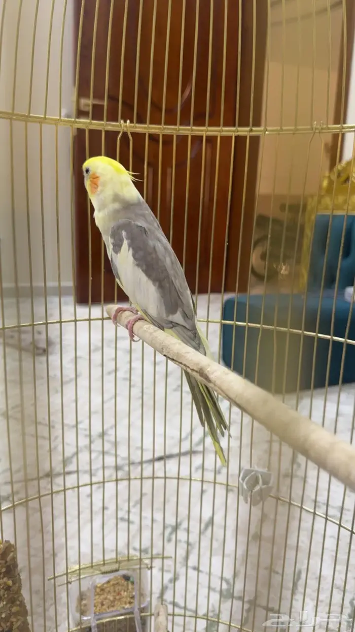 طير كروان وطيور الحب 8