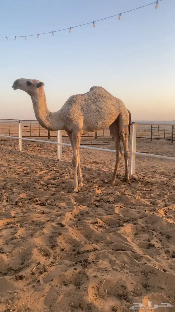 بكره باتليه مفروده 0