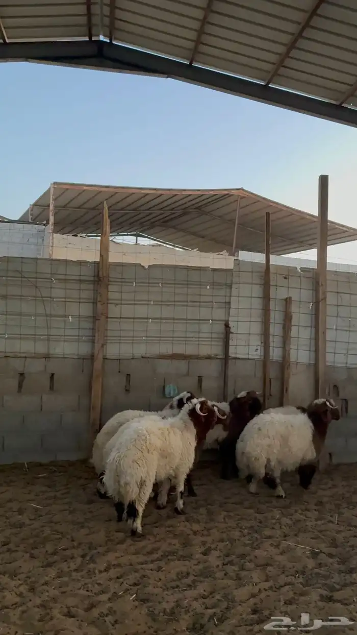 خرفان نعيم 1