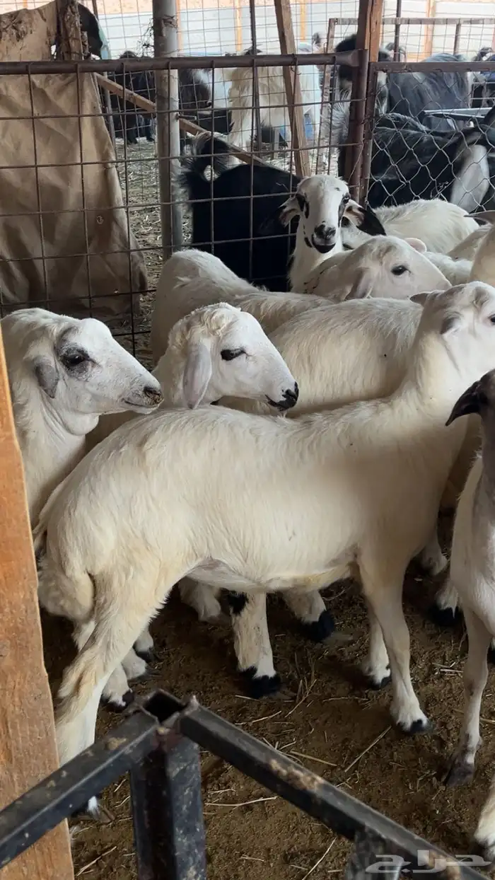 ذبايح نظيفه شرط 1