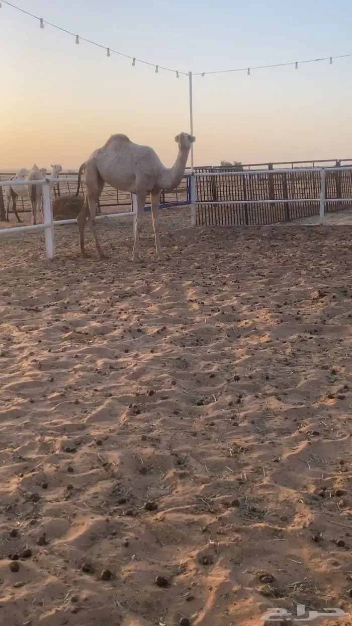بكره باتليه مفروده 2