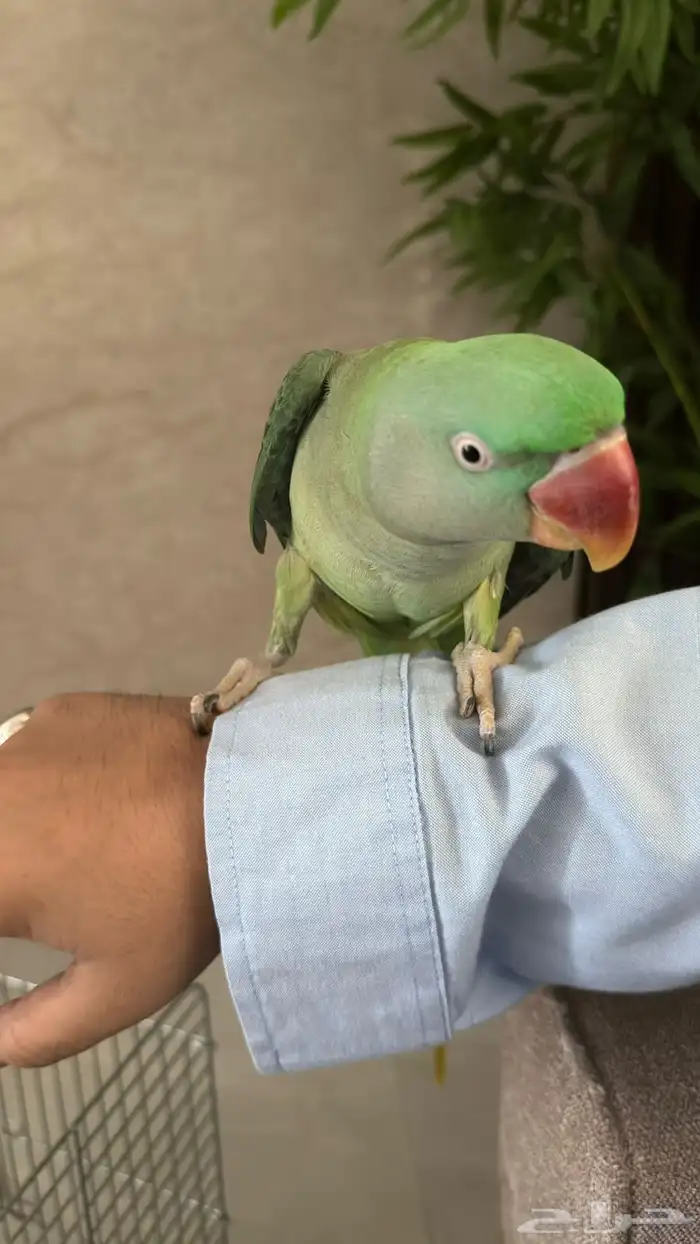 ببغاء دره 1