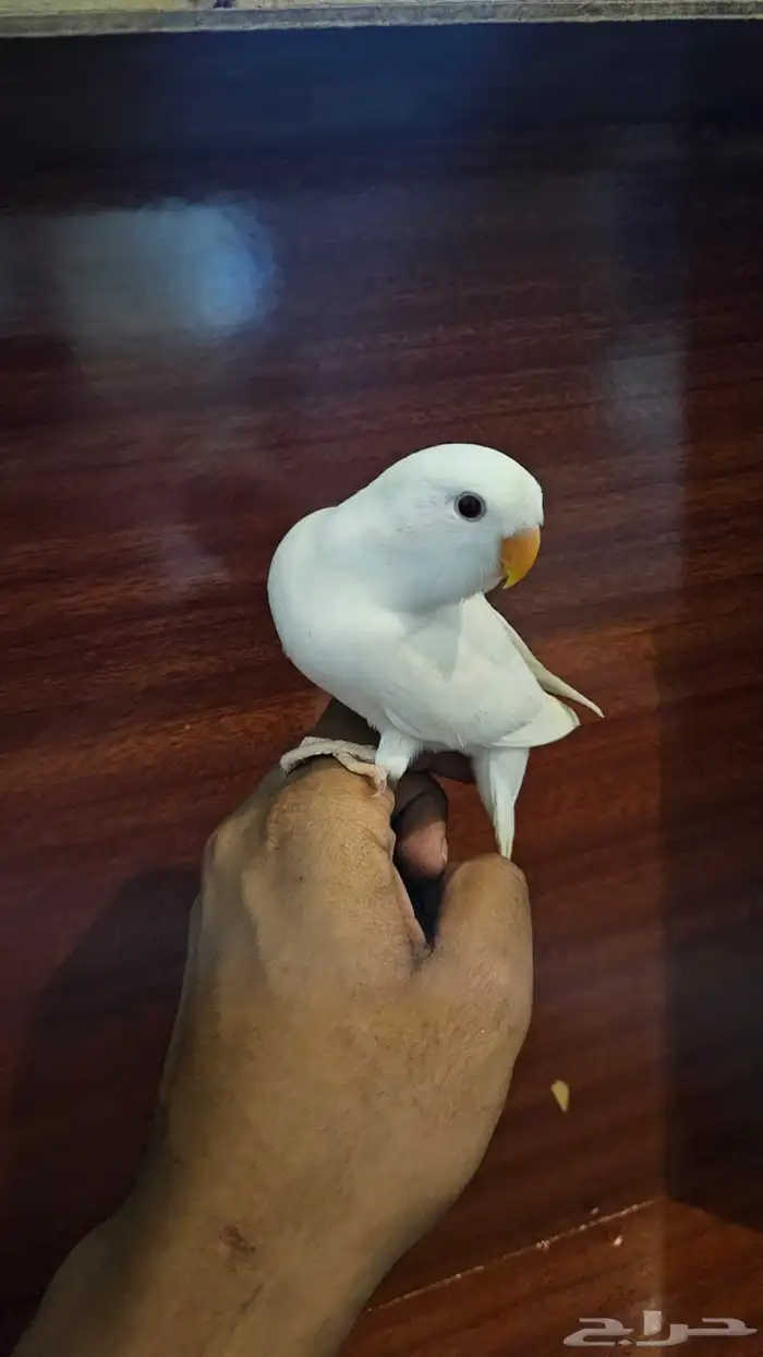 parrot 0