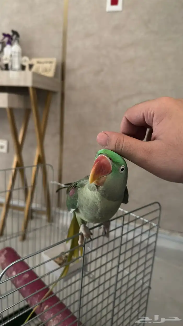 ببغاء دره 2