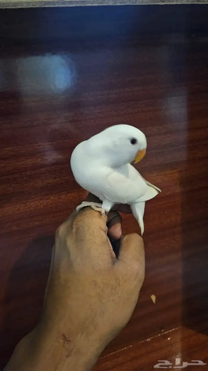 parrot 2