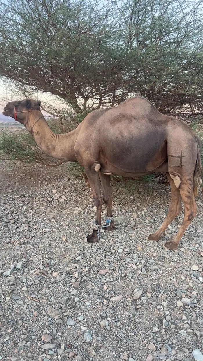 للبيع هديد 1